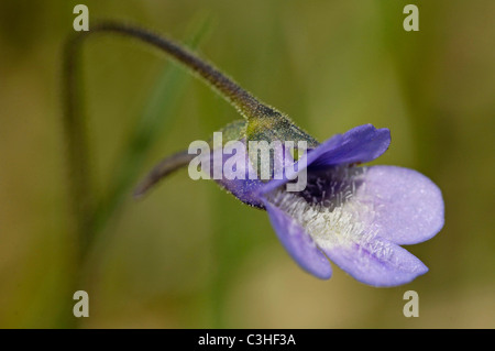 Gemeines Fettkraut, Pinguicula vulgaris, comune Butterwort, Ries, Baviera, Baviera, Deutschland, Germania Foto Stock