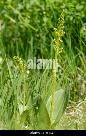 Grosses Zweiblatt, Listeria ovata, comune Twayblade, Ries, Baviera, Baviera, Deutschland, Germania Foto Stock