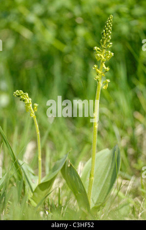 Grosses Zweiblatt, Listeria ovata, comune Twayblade, Ries, Baviera, Baviera, Deutschland, Germania Foto Stock