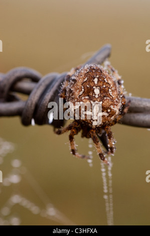 Mattina gocce di rugiada sul web ragni appesi da filo spinato con un comune ragno. Foto Stock