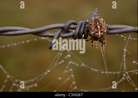 Mattina gocce di rugiada sul web ragni appesi da filo spinato con giardino comune spider Foto Stock