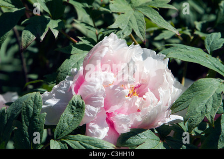 Paeonia Suffruticosa Tree Peonia Foto Stock