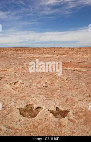 Coppia di primi Jurassic Therapod tracce, Dilophosaurus wetherilli, a Moenkopi tracce di dinosauri vicino a Tuba City, Arizona, Stati Uniti. Foto Stock