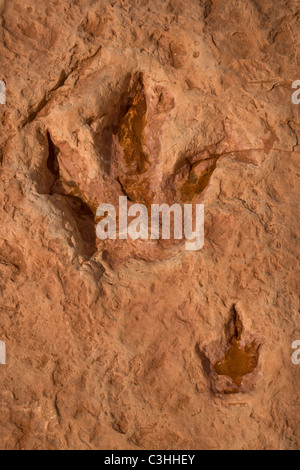 Coppia di primi Jurassic Therapod tracce, madre e giovani Dilophosaurus wetherilli, a Moenkopi tracce di dinosauri, Arizona, Stati Uniti. Foto Stock
