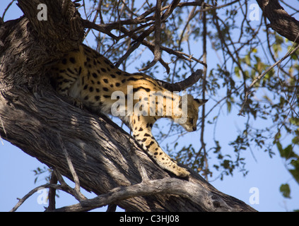 Serval (Leptailurus serval), auf einem Baum, Moremi Wildreservat, Botswana, Afrika Foto Stock