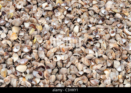 Schermo pieno di Cape Cod conchiglie si è incagliata su una sabbiosa Cape Cod beach. Stati Uniti d'America. Foto Stock