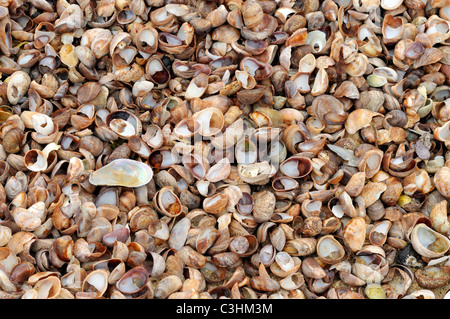 Vista dettagliata dei lotti e lotti di conchiglie si è incagliata sulla sabbia Cape Cod beach, Stati Uniti d'America Foto Stock