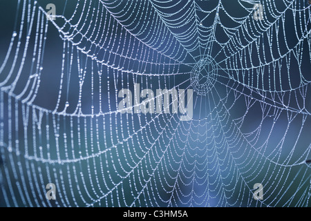 Extreme close-up di spider web di rugiada Foto Stock