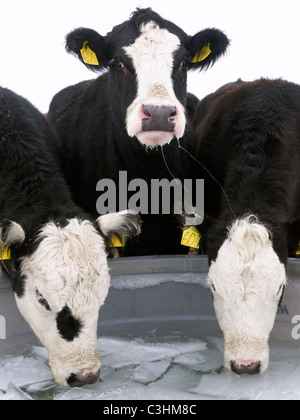 Vacche da bere congelati mangiatoia in inverno Foto Stock