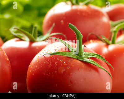 Vitigno fresca di pomodori maturi Foto Stock