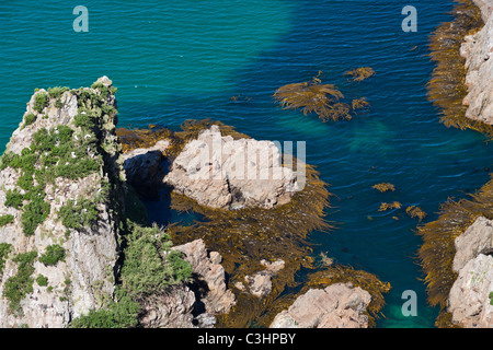 Nugget Point rocce con alghe, foche e leoni di mare, Isola del Sud, Nuova Zelanda Foto Stock