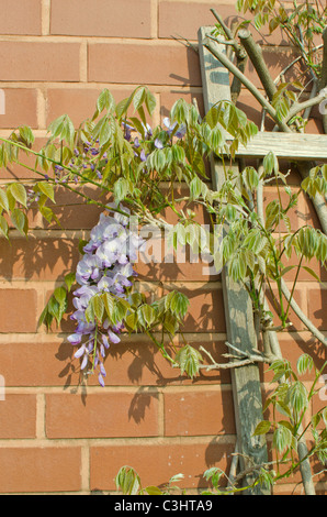 Wisteria sinensis cresce su un telaio di legno contro un muro di mattoni Foto Stock