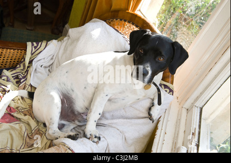 Bianco e Nero Jack Russell Terrier seduto sul retro del divano nella finestra del salotto di casa di famiglia Foto Stock