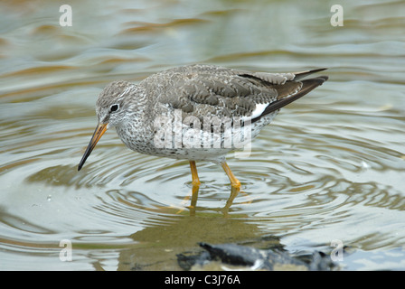 Un redshank (Tringa totanus) paddling e alla ricerca di cibo. Regno Unito Foto Stock