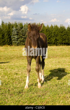 Islanda originale cavalli in Islanda Foto Stock