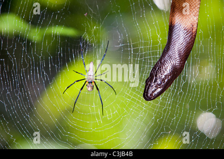 Un ragno di grandi dimensioni nella foresta pluviale di Daintree nel Queensland del Nord, l'Australia con un serpente di caccia. Foto Stock