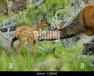 Una madre elk governare il suo vitello neonato lungo un ruscello di montagna Foto Stock