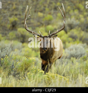 Bull Elk in esecuzione nella fotocamera. Foto Stock