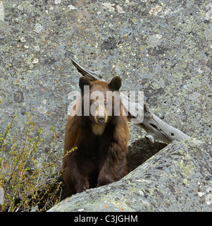 La cannella-colore nero recare in denning area. Foto Stock