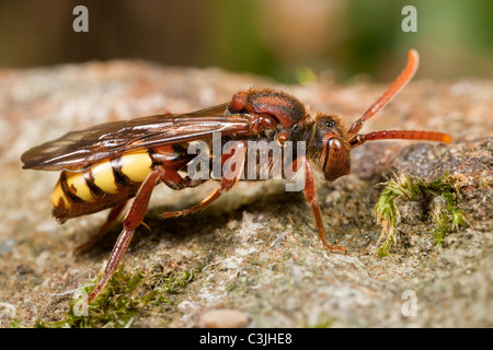 Un cucù bee, Genere Nomada, appoggiato su di una superficie di pietra. Foto Stock