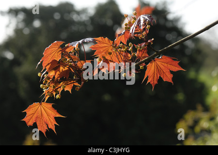 Retroilluminato con giovani foglie rosse su una pianta ornamentale acero Foto Stock