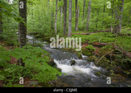 Gebirgsbach, Kleine Ohe, Nationalpark Bayerischer Wald, Mountain Creek, il parco nazionale della Foresta Bavarese Foto Stock