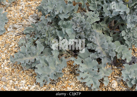 Cavolo riccio di mare (Crambe maritima) impianto crescente in ciottoli su Chesil Beach, Dorset Foto Stock