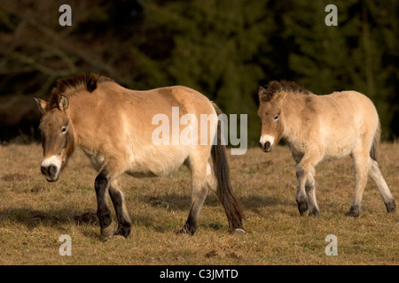 Przewalski Urwildpferd, Equus przewalskii, cavallo di Przewalski, Nationalpark Bayerischer Wald, parco nazionale della Foresta Bavarese Foto Stock