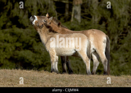 Przewalski Urwildpferd, Equus przewalskii, cavallo di Przewalski, Nationalpark Bayerischer Wald, parco nazionale della Foresta Bavarese Foto Stock