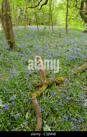 Bluebell woodland, Cheshire, Regno Unito. Foto Stock