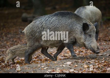 Wildschwein, Sus srofa, cinghiale Foto Stock