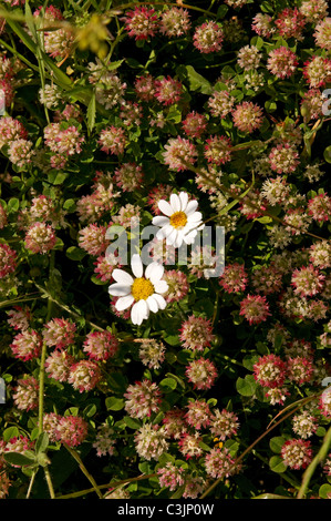 Fiori selvatici del deserto di conservazione della penisola di Akamas in Cipro Foto Stock