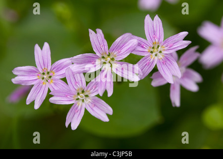 Pink purslane (Claytonia sibirica), Cheshire, Regno Unito. Foto Stock