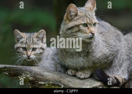 Gatto selvatico europeo (Felis silvestris silvestris) con giovani, NP Bayerischer Wald, Parco Nazionale della Foresta Bavarese, Germania Foto Stock