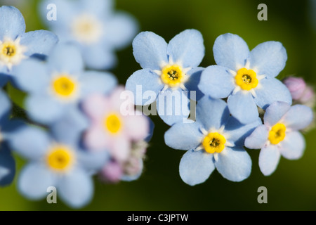 Dimenticare di legno-me-non (Mysotis sylvatica), Cheshire, Regno Unito. Foto Stock