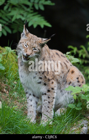 Luchs, Felis lynx, Lynx, NP Bayerischer Wald, Parco Nazionale della Foresta Bavarese Foto Stock