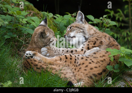 Luchs mit ein jaehrigem Jungtier, Felis lynx, Lyx con un anno di età giovane, NP Bayerischer Wald, parco nazionale della Foresta Bavarese Foto Stock