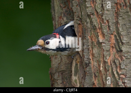 Buntspecht, Maennchen verlaesst Nisthoehle, Dendrocopos major, picchio rosso maggiore, maschio, lasciando il nido Foto Stock