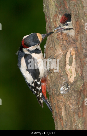 Buntspecht, Maennchen fuettert Jungvogel, Dendrocopos major, picchio rosso maggiore, maschio, alimentazione, giovani Foto Stock