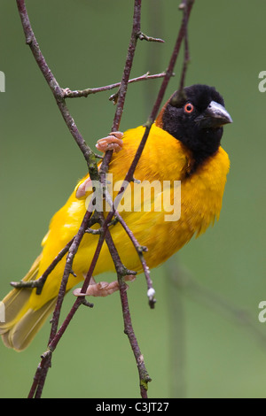 Textorweber, Maennchen, Ploceus cucullatus, Pezzata-backed Weaver, maschio Foto Stock