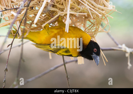 Textorweber, Maennchen, Ploceus cucullatus,Spotted-backed Weaver, maschio Foto Stock