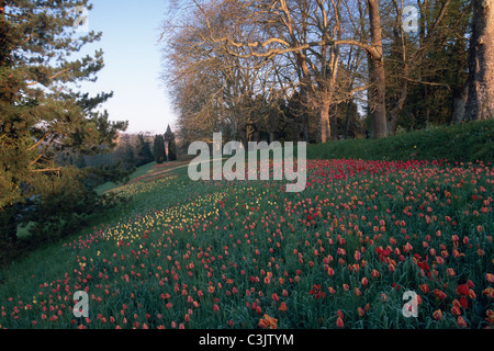 Tulpen, Tulipa-Hybriden, Feld, Tulipa, tulipani, campo Insel Mainau, Isola, Deutschland, Germania Foto Stock