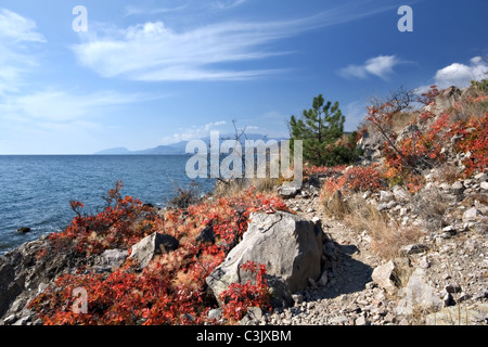 Pietre e sassi sulla costa del Mar Nero. Boccole di colore rosso, verde di pini e il cielo blu con nuvole. L'autunno. La Crimea. L'Ucraina. Europa Foto Stock