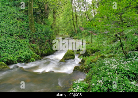 Molla di aglio selvatico lungo il fiume Aire vicino Mallam Cove, Yorkshire Dales, England, Regno Unito Foto Stock