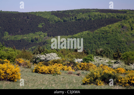 Comune di fioritura fiorisce in Eifel National Park, Nord Rhine-Westphalian, Germania Foto Stock