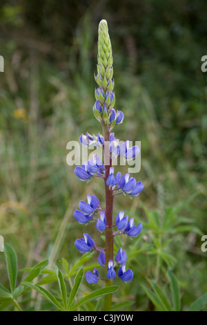 Blaue, lupino Lupinus polyphyllus, Grandi lasciato, lupino azzurro, Dreiborner Hochflaeche, Deutschland, Germania Foto Stock