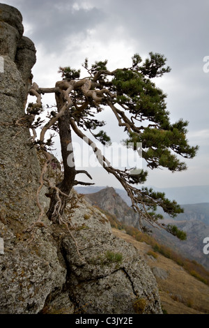 Pino presso la montagna rocciosa contro le montagne e il cielo grigio. Crimea montagne. L'Ucraina. Foto Stock