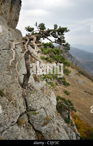 Pino presso la montagna rocciosa contro le montagne e il cielo grigio. Crimea montagne. L'Ucraina. Foto Stock