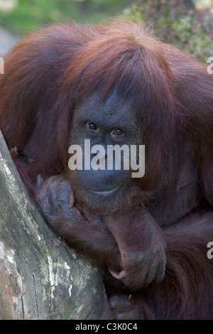 Orang Utan, pongo pygmaeus, Orang-outang Foto Stock