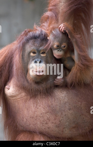 Orang Utan, mit Jungtier, pongo pygmaeus, Orang-outang, con i giovani Foto Stock